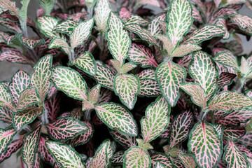 Vaso de Plantas Fittonia