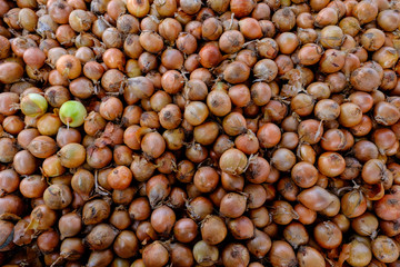 Onions ready for market day