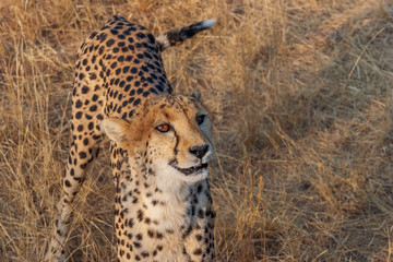Cheetah in Namibia