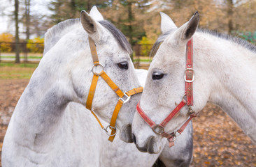 Horses in love look at each other. Close up.