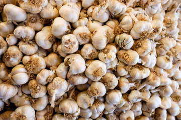 Garlic ready for market day