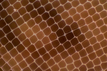 Extreme magnification - Compound eye texture under the microscope