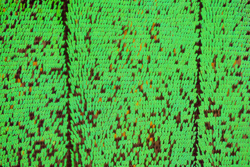 Extreme magnification - Papilio palinurus butterfly wing, 5:1 magnification