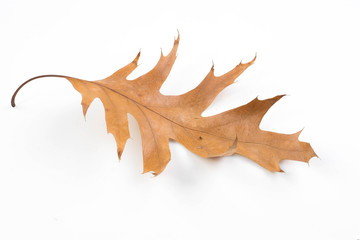 Beautiful autumn leaves