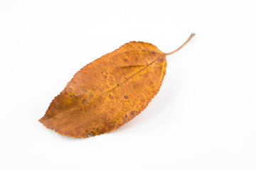 Fototapeta premium Beautiful autumn leaves