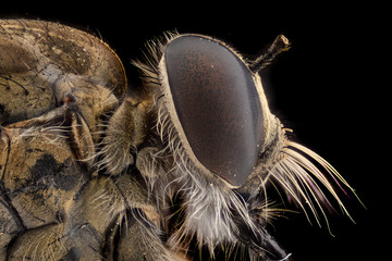 Extreme magnification - Robber fly
