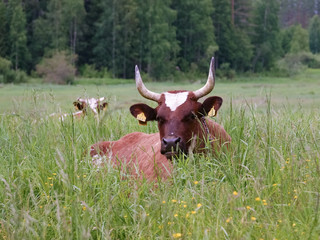 cow in the field