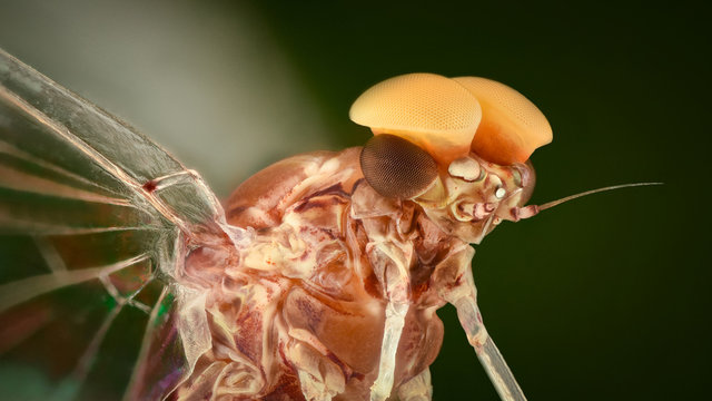 Extreme magnification - Male mayfly