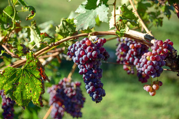 Vineyards with clusters of red grapes for the production of wine..Harvest in Italy