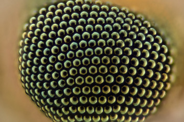 Extreme magnification - Compound eye texture under the microscope