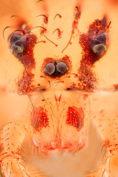 Extreme magnification - Scytodes thoracica, Spitting Spider