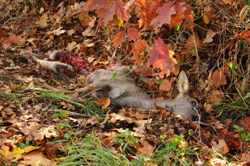 Wolfsfutter / aufgefressenes Reh im Graben