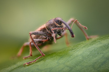 Extreme magnification - Weevil in the wild