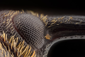 Extreme magnification - Weevil eye