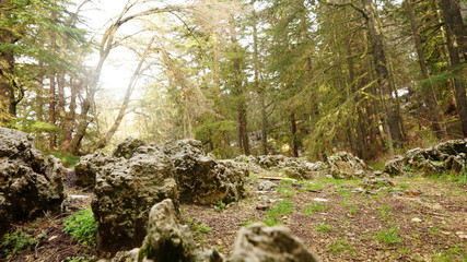 Ehden Natural Reserve in Spring
