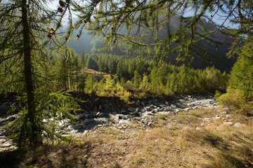 Fototapeta na wymiar river in the forest