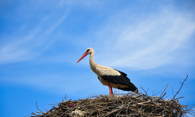 stork standing in nest  (5)