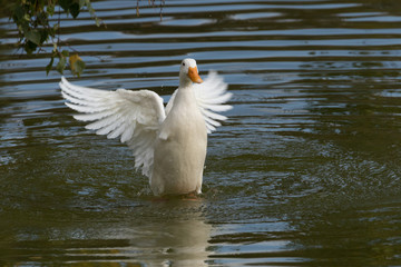 Ente weiß