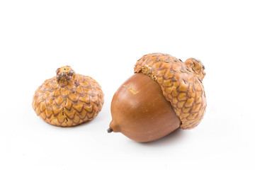 Autumn acorns