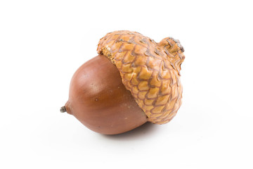 Autumn acorns