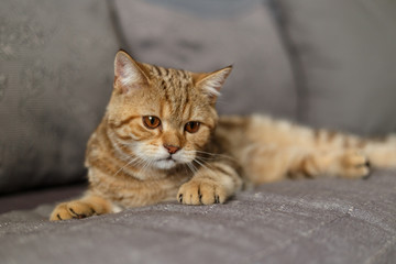 Fototapeta na wymiar Portrait cute of a kitten Scottish Straight. Scottish cat golden marble