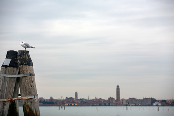 Fototapeta na wymiar Seagull at the entrance of the city of Venice