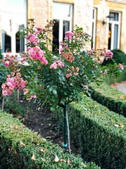 Blossom tree 