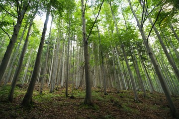 Magic trees and paths in the forest and on meadow. Czech Republic