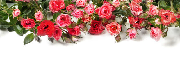 Red roses on white background