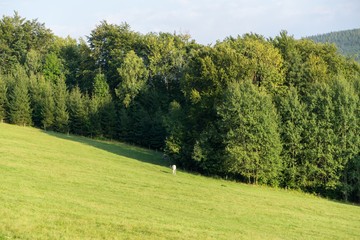 Magic trees and paths in the forest and on meadow. Czech Republic