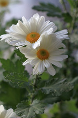 Белые хризантемы