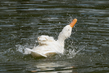 Ente weiß