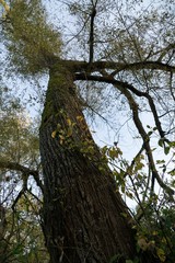 Magic trees and paths in the forest and on meadow. Czech Republic