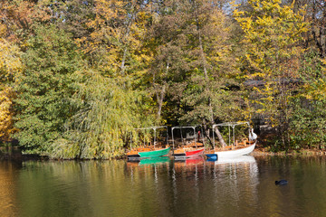 Three colorful boats moored on shore of park with mature trees in autumn leaves .
