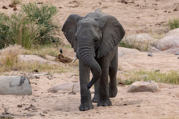Fototapeta na wymiar Elefant 38