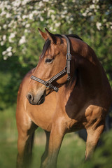 Obraz premium Beautiful bay horse in summer