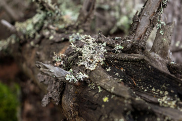 lichen on a tree