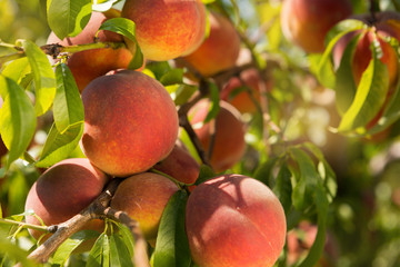 a lot of red ripe peaches on a tree in the garden against a background of greenery, sunlight glare