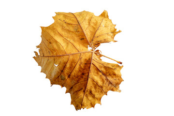 Dry leaf on white background
