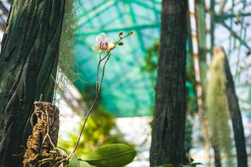 Orchid flower and green leaves background with sunlight in garden.