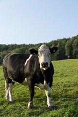 Cow on the farm. Czech Repiblic