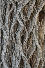 pattern in tree back