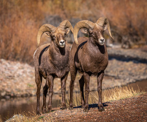 Big Horn Sheep Rams