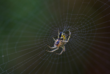 kleine Spinne in Spinnenetz