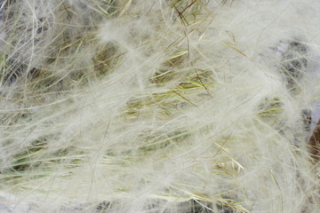Natural background. Outdoor. Feather grass swinging in the wind on summer day.