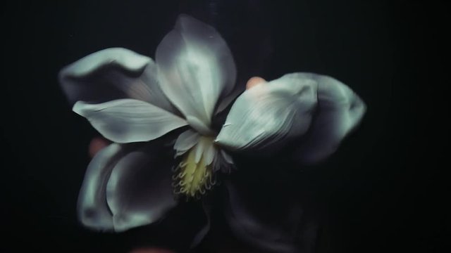 white artificial flower in black water, a white flower arises from the darkness, flower grabs a man's hand and drags him to the bottom, man's hand crumples a flower in dark water, crumpled dead flower