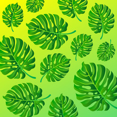 Fototapeta premium Monstera leaves abstract gradient background.