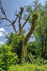 Мagnetic landscape of summer nature with green deciduous forest and big old tree in  the  Lozen mountain, Bulgaria   
