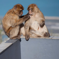 A monkey carefully picking fleas off another monkey, sitting on the edge of a wall at the top of...