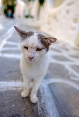Cat in Paros Island Greece